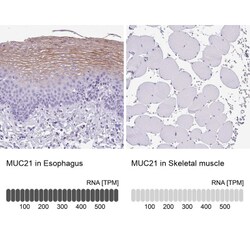 MUC21 Antibody, Novus Biologicals:Antibodies:Primary Antibodies